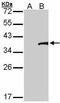 Dimethyladenosine transferase 2, mitochondrial antibody, PA5-28638, Invitrogen Antibodies, Western Blot image 