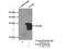 ETFB antibody, 17925-1-AP, Proteintech Group, Immunoprecipitation image 