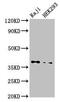 Protein Phosphatase 1 Catalytic Subunit Beta antibody, CSB-PA018504LA01HU, Cusabio, Western Blot image 