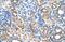 Oat2 antibody, ARP42708_P050, Aviva Systems Biology, Immunohistochemistry frozen image 