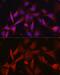 Ferritin Heavy Chain 1 antibody, GTX54014, GeneTex, Immunofluorescence image 