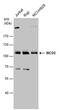 BICD Cargo Adaptor 2 antibody, PA5-78441, Invitrogen Antibodies, Western Blot image 