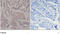SMAD Family Member 3 antibody, LS-C203066, Lifespan Biosciences, Immunohistochemistry paraffin image 