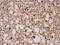 Cut Like Homeobox 1 antibody, CSB-PA614451LA01HU, Cusabio, Immunohistochemistry frozen image 