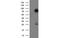 Tubulin Tyrosine Ligase Like 12 antibody, MBS832030, MyBioSource, Western Blot image 