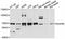 Nucleoporin 85 antibody, A11629, ABclonal Technology, Western Blot image 