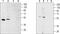 Sphingosine-1-Phosphate Receptor 2 antibody, PA5-77743, Invitrogen Antibodies, Western Blot image 