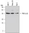 Protein Kinase CAMP-Activated Catalytic Subunit Alpha antibody, MAB5908, R&D Systems, Western Blot image 