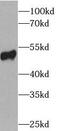 p53 antibody, FNab06084, FineTest, Western Blot image 