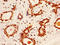 Wnt Family Member 3A antibody, LS-C285746, Lifespan Biosciences, Immunohistochemistry frozen image 