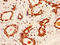 Protein Wnt-3a antibody, LS-C285746, Lifespan Biosciences, Immunohistochemistry frozen image 