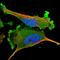 Adenylosuccinate Synthase antibody, HPA024400, Atlas Antibodies, Immunofluorescence image 