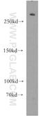 E3 ubiquitin-protein ligase HECTD1 antibody, 20605-1-AP, Proteintech Group, Western Blot image 