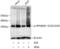 Ribosomal Protein S6 antibody, AP0538, ABclonal Technology, Western Blot image 