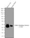 Follicle Stimulating Hormone Subunit Beta antibody, MIF2709, Invitrogen Antibodies, Western Blot image 