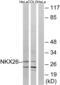 NK2 Homeobox 6 antibody, abx014538, Abbexa, Western Blot image 