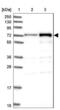 Decapping MRNA 1B antibody, NBP1-82018, Novus Biologicals, Western Blot image 