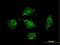 ATP Synthase Inhibitory Factor Subunit 1 antibody, H00093974-B01P, Novus Biologicals, Immunocytochemistry image 