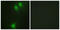 NIMA Related Kinase 9 antibody, LS-C199306, Lifespan Biosciences, Immunofluorescence image 