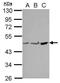 Protein Phosphatase Methylesterase 1 antibody, PA5-30564, Invitrogen Antibodies, Western Blot image 
