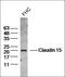 Claudin 15 antibody, orb156384, Biorbyt, Western Blot image 