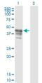 Poly(A) Binding Protein Interacting Protein 1 antibody, H00010605-M04, Novus Biologicals, Western Blot image 