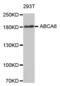 ATP Binding Cassette Subfamily A Member 6 antibody, PA5-76702, Invitrogen Antibodies, Western Blot image 