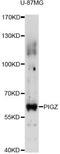 Phosphatidylinositol Glycan Anchor Biosynthesis Class Z antibody, LS-C749428, Lifespan Biosciences, Western Blot image 