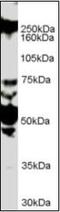 Roundabout Guidance Receptor 1 antibody, orb88637, Biorbyt, Western Blot image 