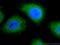 Trafficking Protein Particle Complex 2 Like antibody, 25282-1-AP, Proteintech Group, Immunofluorescence image 