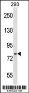 Jade Family PHD Finger 3 antibody, 58-995, ProSci, Western Blot image 