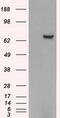 Histone Deacetylase 10 antibody, MA5-25013, Invitrogen Antibodies, Western Blot image 