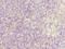 SIK Family Kinase 3 antibody, orb40541, Biorbyt, Immunohistochemistry paraffin image 