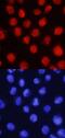 LMO2 antibody, AF2726, R&D Systems, Immunocytochemistry image 