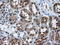 Histone Deacetylase 10 antibody, LS-C114834, Lifespan Biosciences, Immunohistochemistry frozen image 