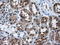 Histone deacetylase 10 antibody, LS-C114834, Lifespan Biosciences, Immunohistochemistry frozen image 