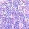 Spleen Associated Tyrosine Kinase antibody, GTX15238, GeneTex, Immunohistochemistry frozen image 