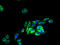 Olfactory Receptor Family 2 Subfamily H Member 1 antibody, A67554-100, Epigentek, Immunofluorescence image 