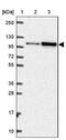 Helicase, Lymphoid Specific antibody, NBP2-38986, Novus Biologicals, Western Blot image 