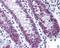 Minichromosome Maintenance Complex Component 5 antibody, 49-978, ProSci, Immunohistochemistry frozen image 