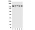 Regulator Of G Protein Signaling 3 antibody, R31161, NSJ Bioreagents, Western Blot image 