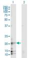 Receptor Activity Modifying Protein 3 antibody, H00010268-B01P, Novus Biologicals, Western Blot image 