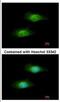 Glutamate-Cysteine Ligase Modifier Subunit antibody, NBP2-16624, Novus Biologicals, Immunocytochemistry image 