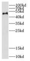 Cyclic AMP-responsive element-binding protein 3-like protein 4 antibody, FNab01965, FineTest, Western Blot image 