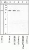 MDM2 Proto-Oncogene antibody, 44-1400G, Invitrogen Antibodies, Western Blot image 