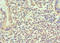 Bone Morphogenetic Protein 15 antibody, LS-C375319, Lifespan Biosciences, Immunohistochemistry paraffin image 
