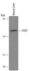 Ubiquitin Specific Peptidase 2 antibody, AF5804, R&D Systems, Western Blot image 