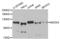 NEDD4 E3 Ubiquitin Protein Ligase antibody, AHP2501, Bio-Rad (formerly AbD Serotec) , Western Blot image 