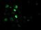 Cryptochrome Circadian Regulator 2 antibody, NBP2-00749, Novus Biologicals, Immunofluorescence image 