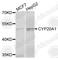 Cytochrome P450 Family 20 Subfamily A Member 1 antibody, A6476, ABclonal Technology, Western Blot image 